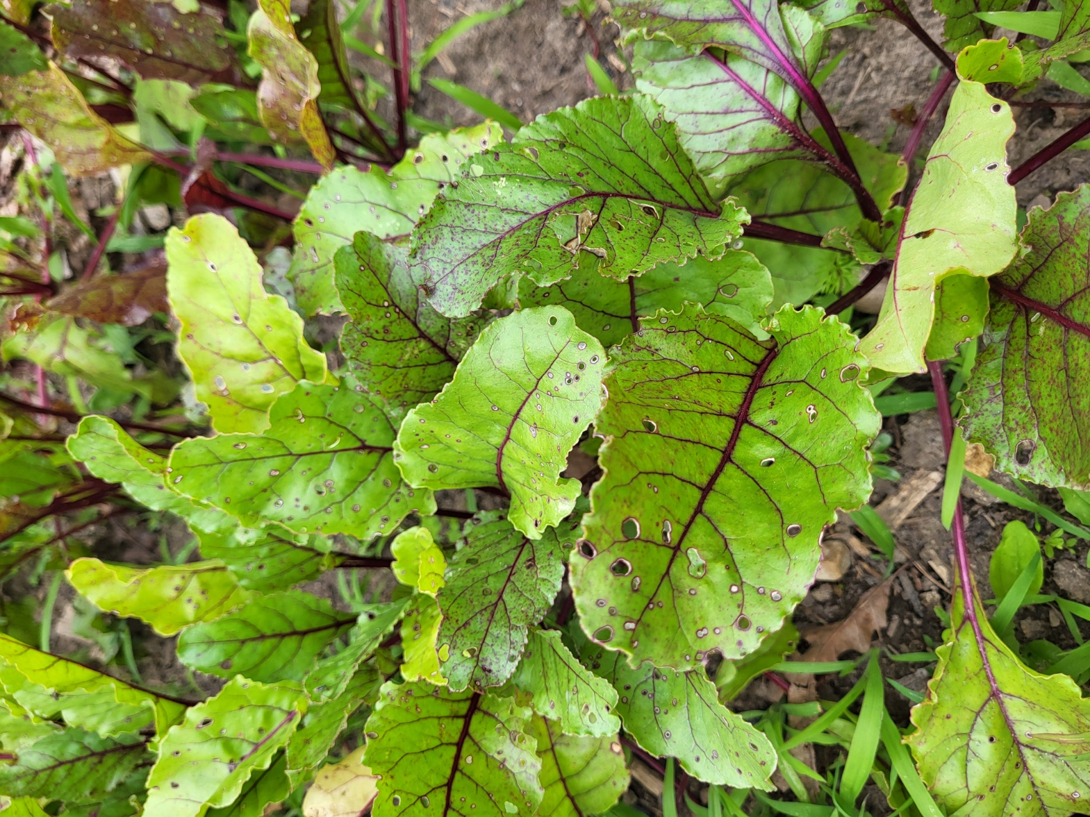 Cercospora in beets.